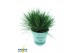 Festuca gautieri amigreen 