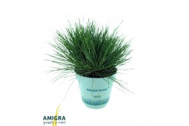 Festuca gautieri amigreen
