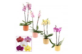Phalaenopsis mix 2 tak, 14+ bloem - Kaya keramiek - Craft Wold