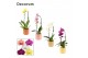Phalaenopsis mix Cascade - 1 tak, 6+ bloem - Kaya keramiek - Craft Wor 