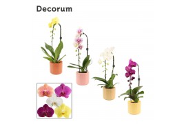 Phalaenopsis mix Cascade - 1 tak, 6+ bloem - Kaya keramiek - Craft Wor