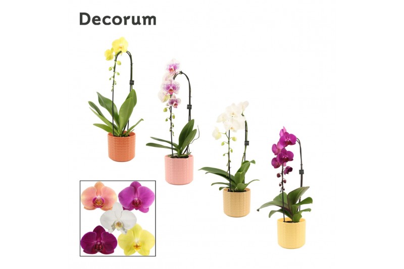 Phalaenopsis mix Cascade - 1 tak, 6+ bloem - Kaya keramiek - Craft Wor Phalaenopsis mix Cascade - 1 tak, 6+ bloem - Kaya keramiek - Craft Wor