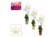 Phalaenopsis anthura madrid 3 tak, 18+ bloem - Mariah keramiek + kerst 