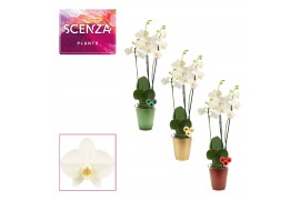 Phalaenopsis anthura madrid 3 tak, 18+ bloem - Mariah keramiek + kerst