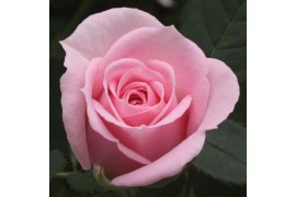 Rosa beau monde baby jewel licht roze