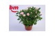 Rosa beau monde baby jewel licht roze 