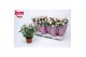 Rosa beau monde baby jewel licht roze 