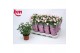 Rosa beau monde baby jewel licht roze 