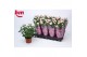 Rosa beau monde baby jewel licht roze 