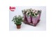 Rosa beau monde baby jewel licht roze 