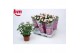 Rosa beau monde baby jewel licht roze 