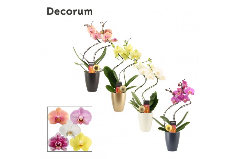 Phalaenopsis mix Phalaenopsis hurricane mix in Carly met kerstbal (Neo Phalaenopsis mix Phalaenopsis hurricane mix in Carly met kerstbal (Neo