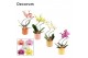 Phalaenopsis mix Phalaenopsis hurricane mix in Kaya (Craft world-colle 