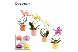 Phalaenopsis mix Phalaenopsis hurricane mix in Kaya (Craft world-colle