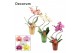 Phalaenopsis mix Phalaenopsis hurricane mix in Mariah met kerstballen  