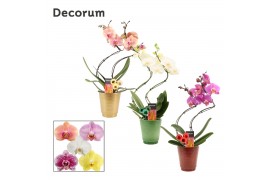 Phalaenopsis mix Phalaenopsis hurricane mix in Mariah met kerstballen 