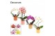 Phalaenopsis mix Phalaenopsis vormen mix 2 tak in Kaya (Craft world-co 