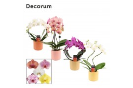 Phalaenopsis mix Phalaenopsis vormen mix 2 tak in Kaya (Craft world-co