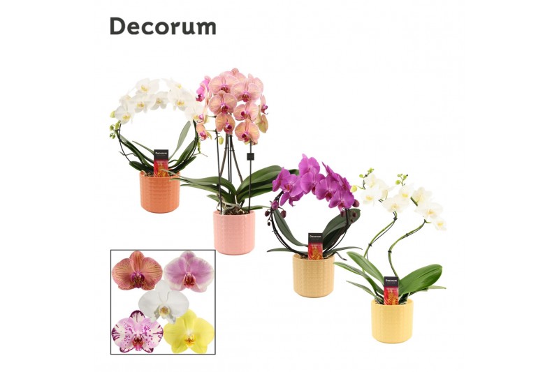 Phalaenopsis mix Phalaenopsis vormen mix 2 tak in Kaya (Craft world-co Phalaenopsis mix Phalaenopsis vormen mix 2 tak in Kaya (Craft world-co