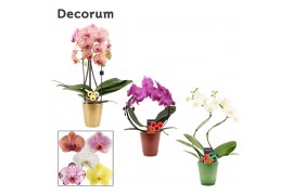 Phalaenopsis mix Phalaenopsis vormen mix 2 tak in Mariah met kerstball