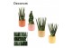 Sansevieria cylindrica mix in kaya craft world decorum 