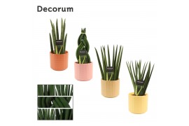 Sansevieria cylindrica mix in kaya craft world decorum