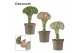 Euphorbia lactea decorum 