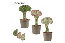 Euphorbia lactea decorum