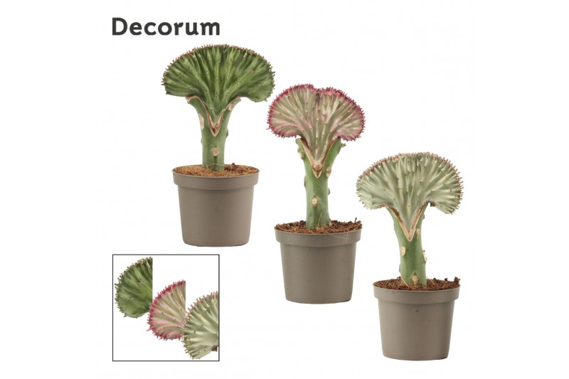 Euphorbia lactea decorum 