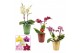 Phalaenopsis multiflora mix Phalaenopsis multiflora 2 tak mix in Maria 