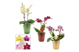 Phalaenopsis multiflora mix Phalaenopsis multiflora 2 tak mix in Maria