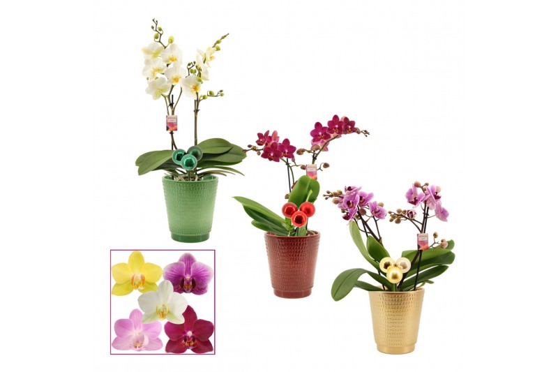 Phalaenopsis multiflora mix Phalaenopsis multiflora 2 tak mix in Maria Phalaenopsis multiflora mix Phalaenopsis multiflora 2 tak mix in Maria