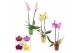Phalaenopsis mix 2 tak, 14+ bloem - Mariah keramiek + kerstbal 