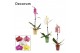 Phalaenopsis mix 1 tak, 9+ bloem - Mariah keramiek + kerstbal - Decoru 