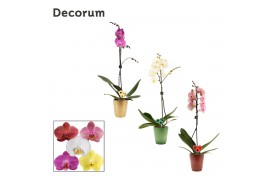 Phalaenopsis mix 1 tak, 9+ bloem - Mariah keramiek + kerstbal - Decoru
