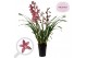 Cymbidium donker roze 3-4 tak 