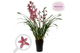 Cymbidium donker roze 3-4 tak