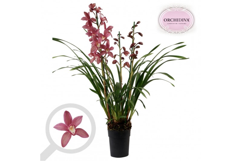 Cymbidium donker roze 3-4 tak 