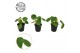 Pilea peperomioides 