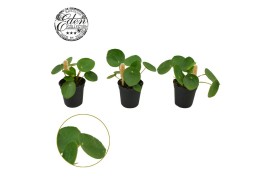 Pilea peperomioides