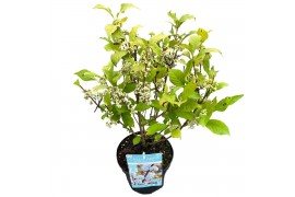 Callicarpa bodnieri magical snowstar