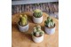 Cactus mix 5 soorten SuPure® - Cactus mix in Toledo 14 spines 
