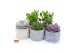 Succulenten mix SuPure® - in Toledo 