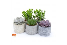 Succulenten mix SuPure® - in Toledo