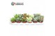 Succulenten Valencia Mix 