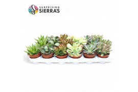 Succulenten Valencia Mix
