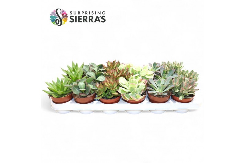Succulenten Valencia Mix 