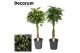 Schefflera arboricola Schefflera multivlecht mix (Gold Capella & Compa 