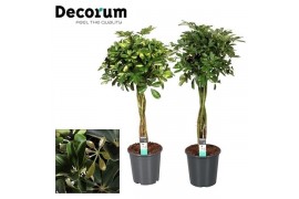 Schefflera arboricola Schefflera multivlecht mix (Gold Capella & Compa
