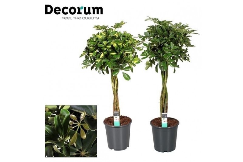 Schefflera arboricola Schefflera multivlecht mix (Gold Capella & Compa Schefflera arboricola Schefflera multivlecht mix (Gold Capella & Compa